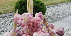 Vendo ajos calibrados con conversaciones 4, 4, 5, 5,