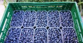 Arándanos de la cultura Duke a la venta en