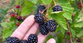 Mure bio, tan Thornfree