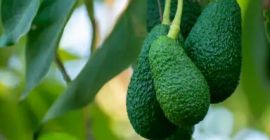 Somos una empresa registrada en Kenia que se ocupa