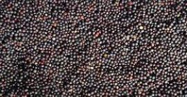 Ofrecemos a la venta semillas de colza de origen