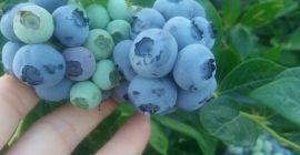 Venderé frutos de arándanos de mi propia plantación. El
