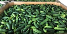 Vendo pepino de campo calibre 9-12. Grandes cantidades. Contacto
