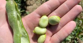 Hola, Vendo habas directamente del campo en Łuski, Precio