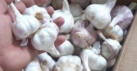 Vendo ajo en grandes y pequeñas cantidades, diferentes empaques,