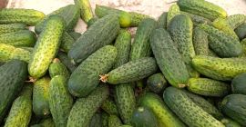 Se vende pepino molido