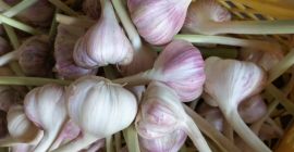 Hola. Venderé variedad de ajo harnaś en grandes cantidades.