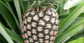 La piña más dulce y la mejor del mundo.