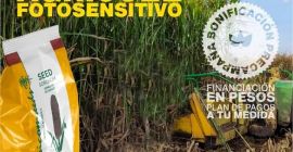 Semilla de sorgo silero agri002E para siembra productor  agricomseeds