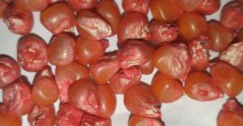 Semilla de maiz para siembra empresa agricomseeds  distribuidor en