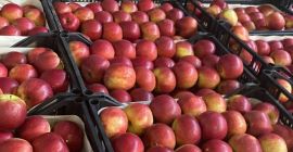 La empresa Fruit TF dedicada a la exportación de