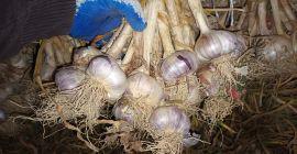 Venderé ajo polaco de mi propia plantación. El ajo