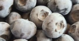 Venderé arándanos, varias variedades. Cultivado sin fumigación ni pesticidas.