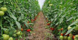 Vendo tomates sabrosos y comerciales.