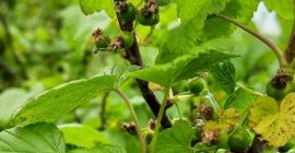 Venderé unas 3-4 toneladas de grosella negra ecológica.