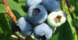Venderé arándanos frescos, de 100 a 300 kg por