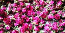 Venta de planta de mejorana a granel y clasificada