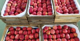 Ofrece a la venta manzanas de diversas variedades, en