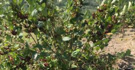 Bayas de aronia de producción ecológica, frescas y/o secas.