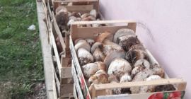 Busco colaboración para la venta de frutos rojos y