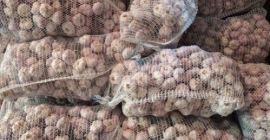 Hola, tengo a la venta 600.000 piezas de ajo