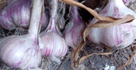 Venta de Ajo Arkus. Calibrado. Perfecto para plantar. Una