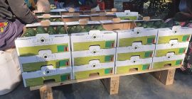 20 tarimas en contenedor Cada tarima tiene 288 cajas
