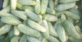 Venderé pepinos molidos, variedad Śremski. Daré más información por