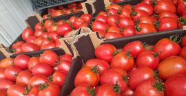 Vendo 10 tarimas de tomate ciruela frambuesa, transporte a