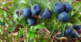 Compra de arándanos sin limpiar. Ladek Zdroj, Stronie Śląskie.