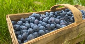 Venderé arándanos de una plantación familiar. Fruta ecológica sin