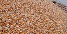 Maíz disponible 1500 Tons. Excelente Calidad 1°, 2° grados