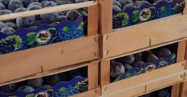Vendo ciruelas negras para más información envíeme un mensaje