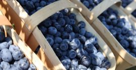 Hola, ofrezco la venta de arándanos americanos cosechados a
