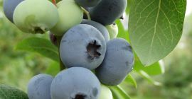 fruta fresca de arándanos