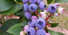 Vendo arándanos orgánicos de mi propia plantación, al menos