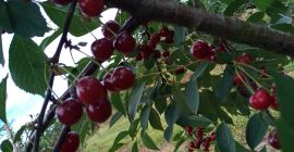 Venderé cerezas, una variedad grande y agradable de Łutówka,