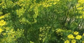 Venderé eneldo grande con una flor para encurtir.