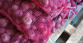 Venderé remolacha, cantidad al por mayor, lavada o no.