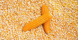 VENDO 300 TONELADAS DE MAÍZ DE PRODUCCIÓN LOCAL, INSILOZADO,