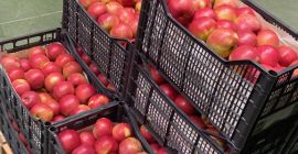 Hola. Se vende manzana Idared. Embalado en cajas de