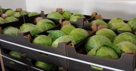 Ofrecemos col blanca en cajas de cartón, bolsas y