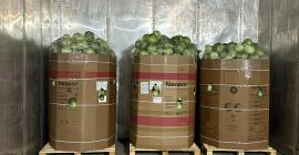 Ofrecemos col blanca en cajas, bolsas y cajones de