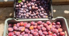 Venderé cualquier cantidad de ciruela. Tengo una variedad de