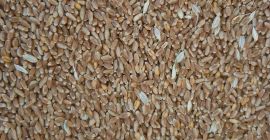 Compro cereales, cebada, trigo, colza, soja, girasol y maiz