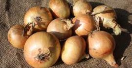 Estamos buscando cebollas amarillas y rojas. Nos gustaría comprar