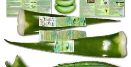 Hojas de Aloe Vera ecológicas para consumo alimentario y