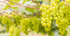 Venta de uvas de vino saludables con un alto