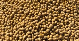 Venderé soja de mi propia agricultura NON-GMO, 42 proteínas,