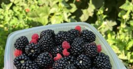 Mure calidad 1 superior Bacau, Rumanía Forma de entrega